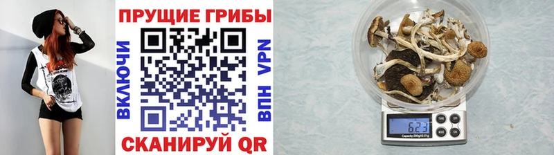 сайты даркнета официальный сайт  Новопавловск  Галлюциногенные грибы мухоморы 